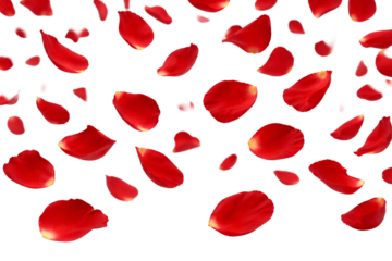 Red rose petals scattered on transparent background. Valentine’s Day background. Romantic texture.