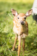 Fototapeta premium beautiful spotted deer on an autumn day in nature among hay 