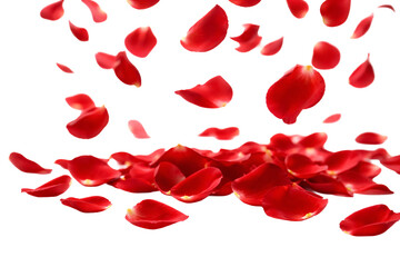 Falling red rose petals on transparent background. Romantic overlay. Valentine&rsquo;s Day design element.