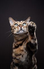 Obraz premium playful bengal cat raising paw looking curiously at camera