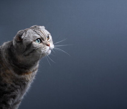 scottish fold cat three-quarter front view portrait on gray-blue background with copy space