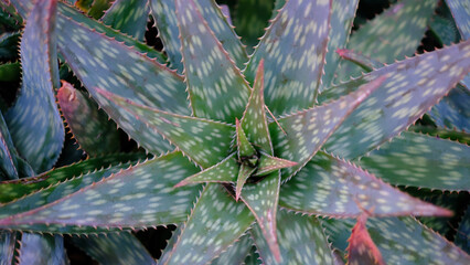 A captivating top-down close-up view of a green Aloe succulent plant showcasing its unique geometric rosette pattern. 