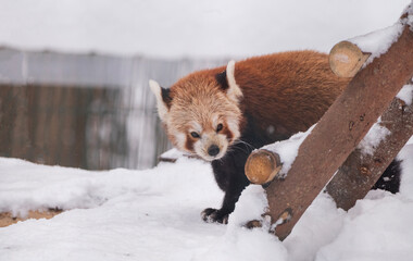Winter landscape with cute animals, a red panda, in the snow