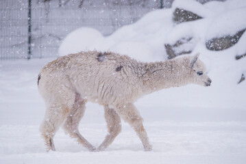 Winter landscape with cute alpaca animals in the snow