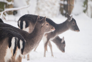 Winter landscape with cute deer animals in the snow