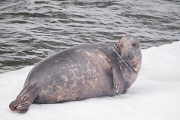 Winter landscape with cute animals: a seal in the snow