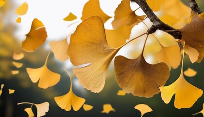 ginkgo leaves gently falling from the tree captured mid air transparent