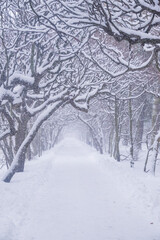 Winter landscape of Oliwa Park in Gdansk, tree branches all covered in snow in December nearby
