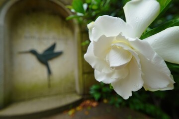 Obraz premium Hummingbird and Gardenia