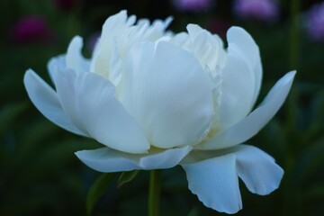 Close-up of a White Peony Flower