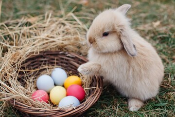 Cute bunny with colorful easter eggs in basket on grass