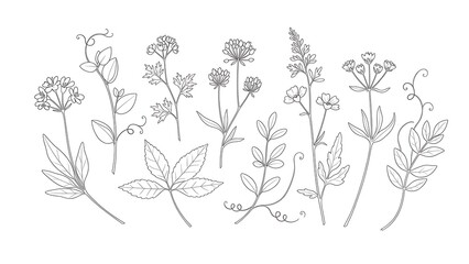 Delicate line drawings of diverse floral elements arranged artfully on a white background