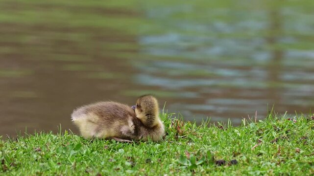 Close up of a beautiful yellow fluffy greylag goose baby gosling in spring, Anser anser is a species of large goose in the waterfowl family Anatidae