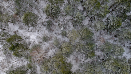 Aerial winter forest near Nowy Lubiel, Poland with mixed treetops