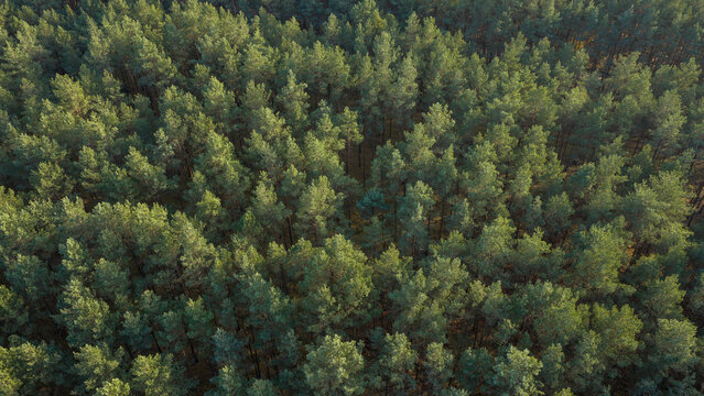 Aerial view of managed pine forest with even rows and long shadows