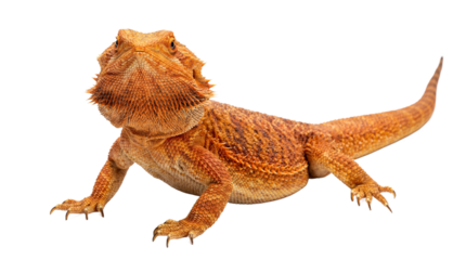 A bearded dragon standing on a transparent background with a black backdrop