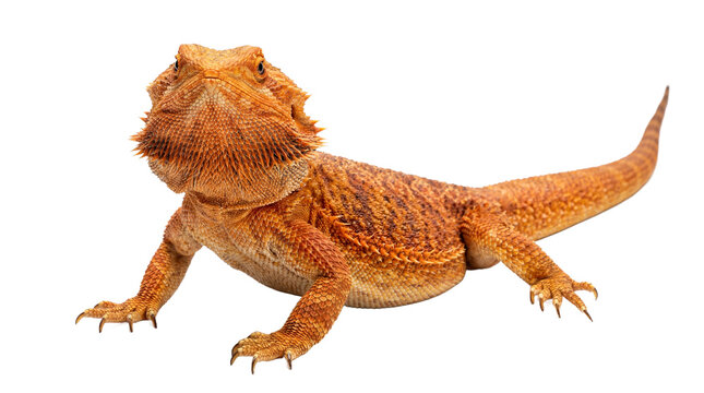 A bearded dragon standing on a transparent background with a black backdrop