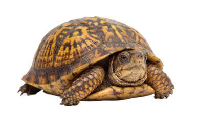 A colorful turtle with a patterned shell on transparent background