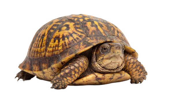 A colorful turtle with a patterned shell on transparent background