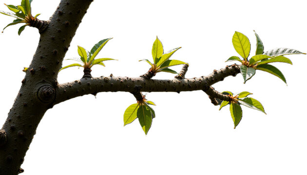 Branch with young green leaves against a white background   - Powered by Adobe