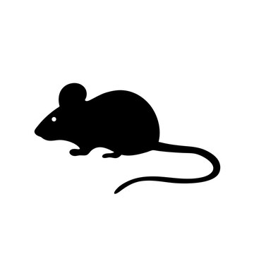 A single black mouse