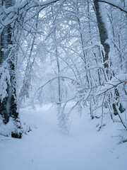 Naklejka premium Untracked forest path covered with thick blanket of snow winds beneath trees, weighed down after fresh snowfall. Calm, fairytale winter atmosphere in remote woodland landscape during a snowstorm.