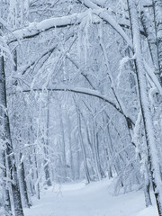 Naklejka premium Snowy trees arch overhead to form a natural tunnel along a quiet forest path. Pristine woodland nature as magical winter wonderland with deep snow, soft light, and a strong sense of calm and isolation