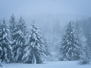 Obraz premium Heavy snow falls over a dense evergreen forest, with layered fir trees fading into mist. Quiet beauty of a remote winter landscape with falling snow. Winter wonderland in the untouched wilderness.