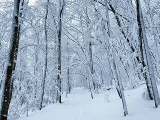 Narrow trail disappears into a winter forest filled with bare trees coated in fresh snow. Untouched snow and soft blue tones convey silence, cold and peaceful isolation of a deep winter landscape.