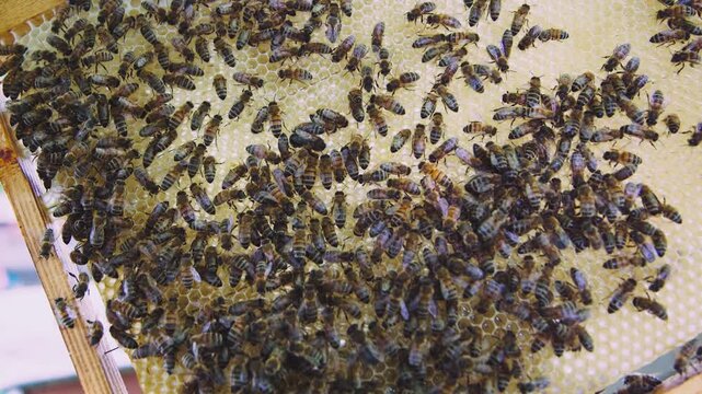 Bees on honeycomb in wooden frame guard and aerate freshly collected flower nectar. Process of converting nectar into honey. Concept of beekeeping and breeding of beneficial insects in agriculture.