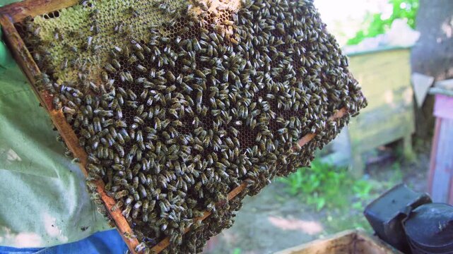 Bees on dark honeycombs in wooden frame aerate freshly collected flower nectar. Process of converting nectar into honey. Concept of beekeeping and breeding of beneficial insects in agriculture.