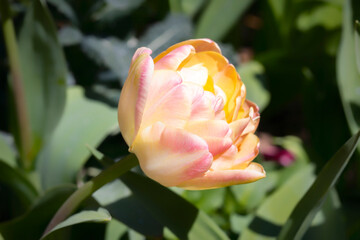 Pink tulip