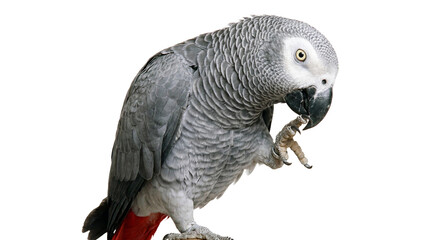 Obraz premium A gray parrot with a red tail on transparent background