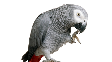 A gray parrot with a red tail on transparent background