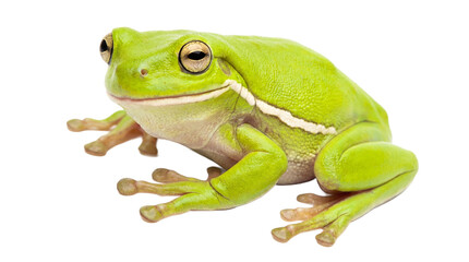 Obraz premium A green frog sitting on a transparent background looking alert and calm