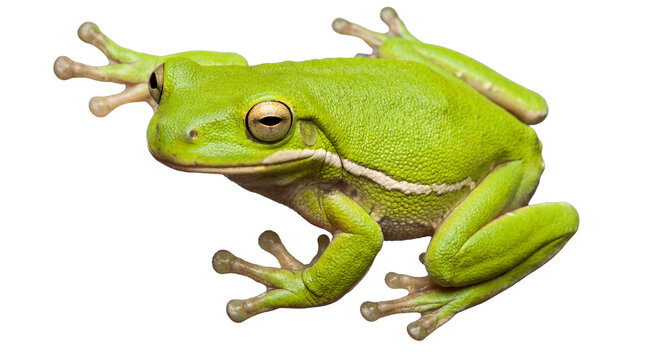 A vibrant green frog jumping on transparent background