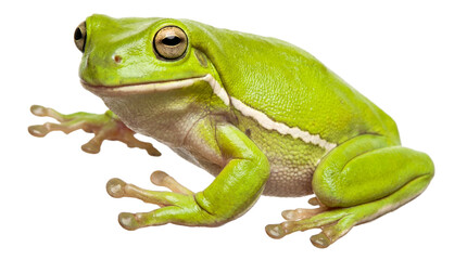 A vibrant green frog sitting on a transparent background with big eyes