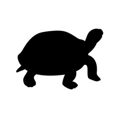 Fototapeta premium Silhouette of a turtle