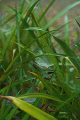 Delicate Spider Web Among Green Grass