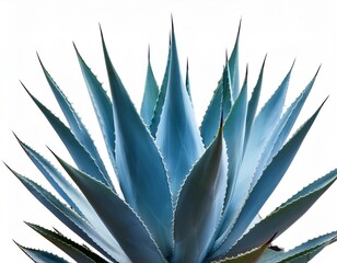 blue agave aloe vera plant isolated on a white background
