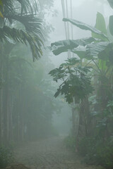 Foggy Tropical Jungle Pathway In Morning