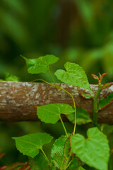 Fresh Green Vine Leaves Growing on Tree Branch
