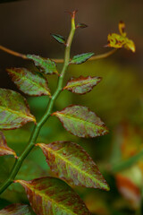 Green Plant Stem with Fresh Leaves
