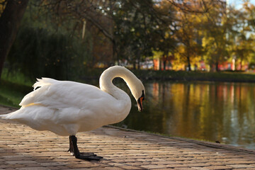 White large swan walks in the park. Beautiful swan with a long neck, close-up. Bird walks in the...