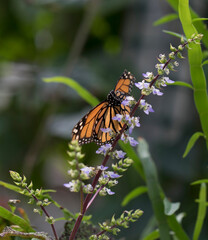 butterfly on a branch