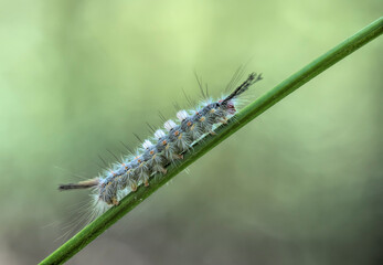 Caterpillar