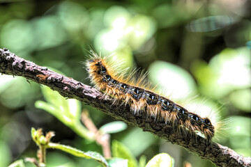 Caterpillar