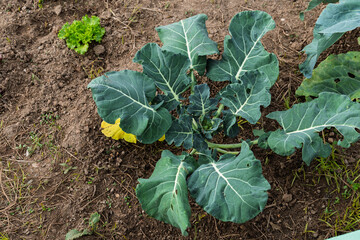 Organic broccoli plant growing in fertile dark soil in garden