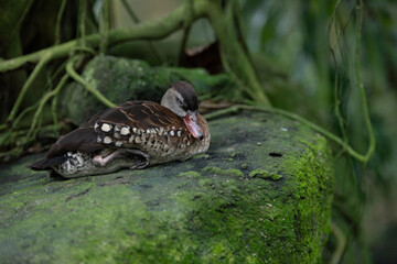 Obraz premium Female comb duck resting on moss covered rock, side view. Waterfowl with patterned brown and white feathers, pinkish bill and soft green background.