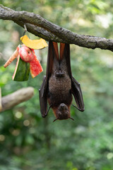 Fruit bat hanging upside down on branch near fruit feeder in forest enclosure. Wildlife image for...
